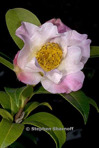 camellia pitardii var yunnanica 4 graphic